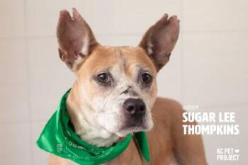 Sugar Lee Thompkins -  Mixed Breed Dog for Adoption in Kansas City, Missouri - Sugar Lee Thompkins | PetCurious