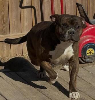 American Bulldog Dogs Available for Adoption in Des Moines, Iowa - Styx | PetCurious