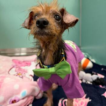 Beckham Magoo -  Yorkshire Terrier Dog for Adoption in Titusville, Florida - Beckham Magoo | PetCurious