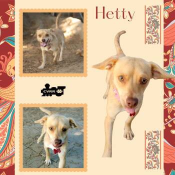 Hetty -  Chihuahua Dog for Adoption in Lindsay, California - Hetty | PetCurious
