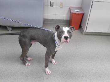 LUCIUS -  Boxer and Mixed Breed Dog for Adoption in Omaha, Nebraska - LUCIUS | PetCurious