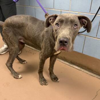 Jones -  Mixed Breed Dog for Adoption in Skokie, Illinois - Jones | PetCurious