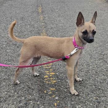 Tinkerbell (Tink) -  Chihuahua Dog for Adoption in Pacifica, California - Tinkerbell (Tink) | PetCurious