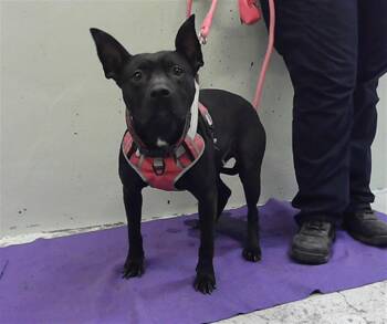 Staffordshire Bull Terrier and Mixed Breed Dogs Available for Adoption - EMPRESS | PetCurious
