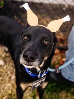 Rescue Mixed Breed Dogs for Adoption in West Chester, Pennsylvania - Opossum | PetCurious