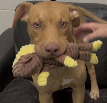 Bob -  Vizsla Dog for Adoption in Norwalk, Connecticut - Bob | PetCurious
