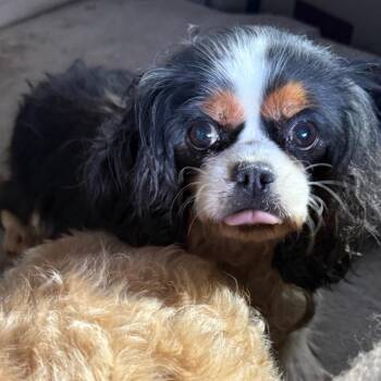 Cavalier King Charles Spaniel Dogs Available for Adoption in Normal, Illinois - Ivy | PetCurious
