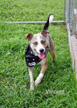 Vincent #A-141899 -  Husky Dog for Adoption in Silsbee, Texas - Vincent #A-141899 | PetCurious