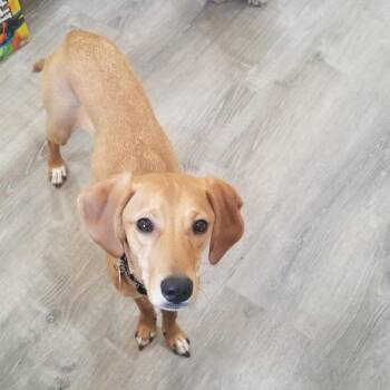 Hound and Mixed Breed Dogs Available for Adoption in Fredericksburg, Virginia - Mags | PetCurious