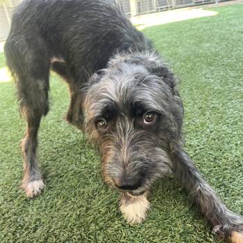 Scruff McGruff -  Terrier Dog for Adoption in Belleville, Illinois - Scruff McGruff | PetCurious