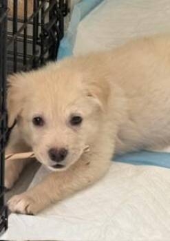Miny -  Labrador Retriever and American Staffordshire Terrier Dog for Adoption in Sedalia, Colorado - Miny | PetCurious