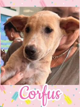 Corfus -  Labrador Retriever and German Shepherd Dog Dog for Adoption in Ringwood, New Jersey - Corfus | PetCurious