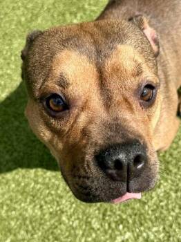 Brownie -  Mixed Breed Dog for Adoption in Wichita, Kansas - Brownie | PetCurious