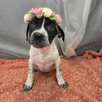 Australian Cattle Dog Blue Heeler Dogs Available for Adoption in Foley, Alabama - Susan | PetCurious