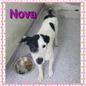 Nova -  Terrier and Mixed Breed Dog for Adoption in Bolivar, Tennessee - Nova | PetCurious