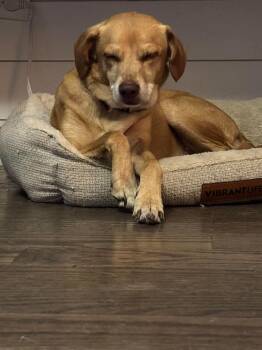 Odie -  Terrier Dog for Adoption in Hinckley, Illinois - Odie | PetCurious