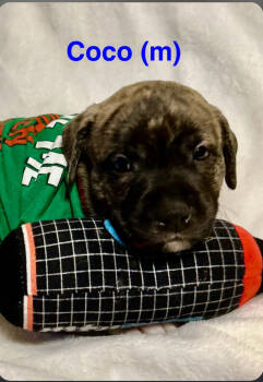 Rescue American Staffordshire Terrier Dogs for Adoption in San Diego, California - Sundae's Sprinkle's- Coco | PetCurious