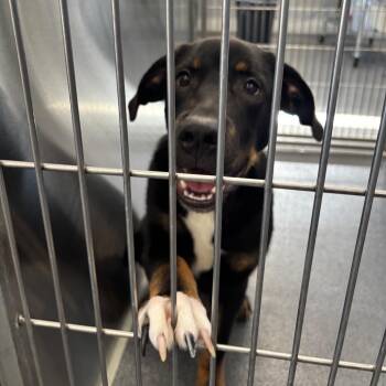 Durango -  Terrier and Pit Bull Terrier Dog for Adoption in Montgomery, Alabama - Durango | PetCurious
