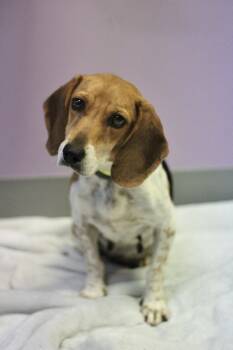 Brielle in NH. Come Meet our Adoptable Dogs Wednesday-Saturday.  -  Beagle Dog for Adoption in Manchester, New Hampshire - Brielle In NH. Come Meet Our Adoptable Dogs Wednesday-Saturday.  | PetCurious
