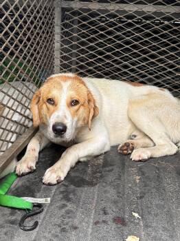 Clyde -  Labrador Retriever Dog for Adoption in Fayetteville, West Virginia - Clyde | PetCurious