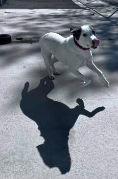 Mindy -  Cattle Dog Dog for Adoption in Blountville, Tennessee - Mindy | PetCurious