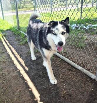 Siberian Husky and Mixed Breed Dogs Available for Adoption in Houston, Texas - FLORINE | PetCurious