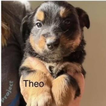 Theo -  Golden Retriever Dog Available for Adoption in Larkfield-wikiup, California - Theo | PetCurious