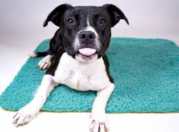 FRANKIE -  Labrador Retriever and Mixed Breed Dog for Adoption in Fort Lauderdale, Florida - FRANKIE | PetCurious