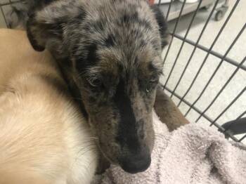 A431572 -  Catahoula Leopard Dog and Mixed Breed Dog for Adoption in Conroe, Texas - A431572 | PetCurious