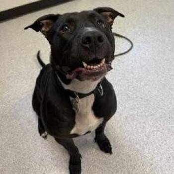 Mixed Breed Dogs Available for Adoption in Roseburg, Oregon - Gucci | PetCurious