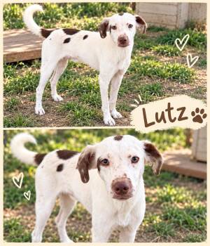 Lutz -  Australian Shepherd and Mixed Breed Dog for Adoption in Zimmerman, Minnesota - Lutz | PetCurious