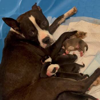 Rescue Boston Terrier Dogs for Adoption in Duck River, Tennessee - BoPeep | PetCurious