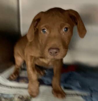 Hoss -  Mixed Breed Dog for Adoption in Parma, Ohio - Hoss | PetCurious