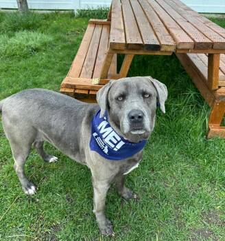 American Staffordshire Terrier Dogs Available for Adoption in Logan, Utah - Olive | PetCurious