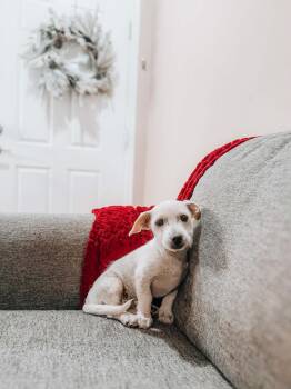 Chiweenie Dogs Available for Adoption - Puffin | PetCurious