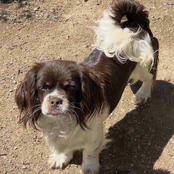 Cocker Spaniel and Pekingese Dogs Available for Adoption - Annie  | PetCurious