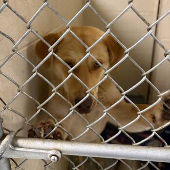 Mixed Breed Dogs Available for Adoption in Charleston, West Virginia - Dakota | PetCurious