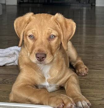 Retriever and Catahoula Leopard Dog Dogs Available for Adoption - Lainey | PetCurious