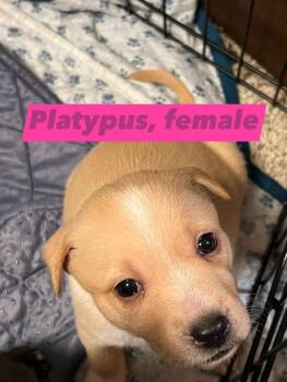 Pit Bull Terrier Dogs Available for Adoption - Platypus | PetCurious