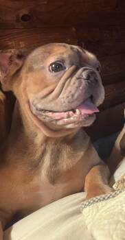 Dottie -  French Bulldog Dog for Adoption in Greenwich, New York - Dottie | PetCurious