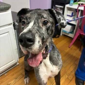 Khronos Maximus -  Great Dane Dog for Adoption in Northbrook, Illinois - Khronos Maximus | PetCurious