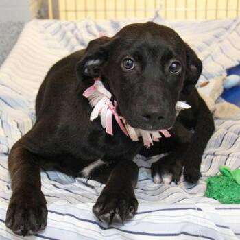 Verde -  Mixed Breed Dog for Adoption in Lansing, Michigan - Verde | PetCurious