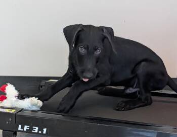 Goose A218694 -  Labradoodle Dog for Adoption in Plano, Texas - Goose A218694 | PetCurious