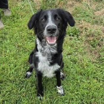 Jasper -  Border Collie and Mixed Breed Dog for Adoption in Madison, Wisconsin - Jasper | PetCurious