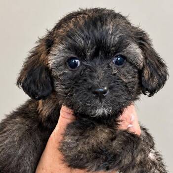 Sugar Cookie -  Mixed Breed Dog for Adoption in Wappingers Falls, New York - Sugar Cookie | PetCurious