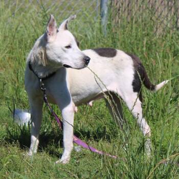 Caramel Machiatto -  American Staffordshire Terrier and Mixed Breed Dog for Adoption in Hattiesburg, Mississippi - Caramel Machiatto | PetCurious
