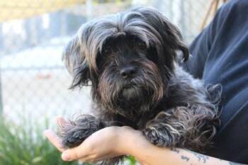 Gabby -  Yorkshire Terrier and Shih Tzu Dog for Adoption in Brunswick, Georgia - Gabby | PetCurious