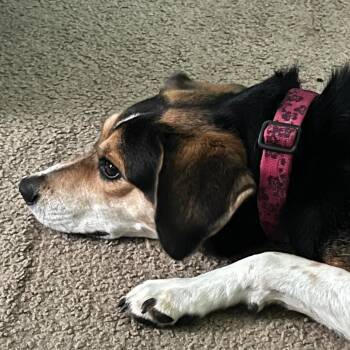 Alana -  Mixed Breed and Beagle Dog for Adoption in Saratoga Springs, New York - Alana | PetCurious