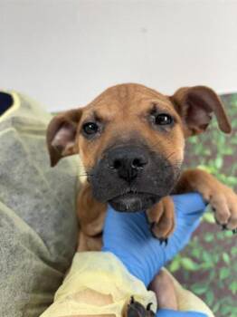 Rescue Labrador Retriever and Mixed Breed Dogs for Adoption in San Antonio, Texas - Marsha | PetCurious