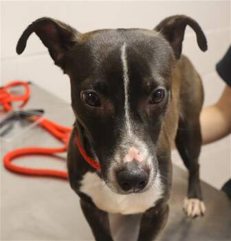 CRUISER -  Mixed Breed Dog for Adoption in Columbia, South Carolina - CRUISER | PetCurious